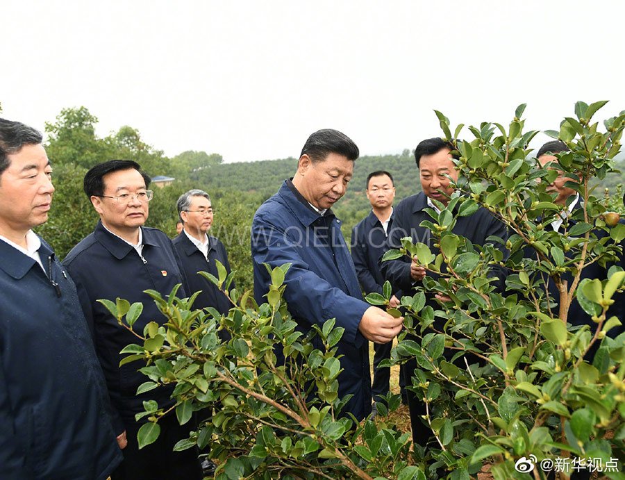 光山油茶籽榨油設備，山茶籽油榨油機廠家(圖1)